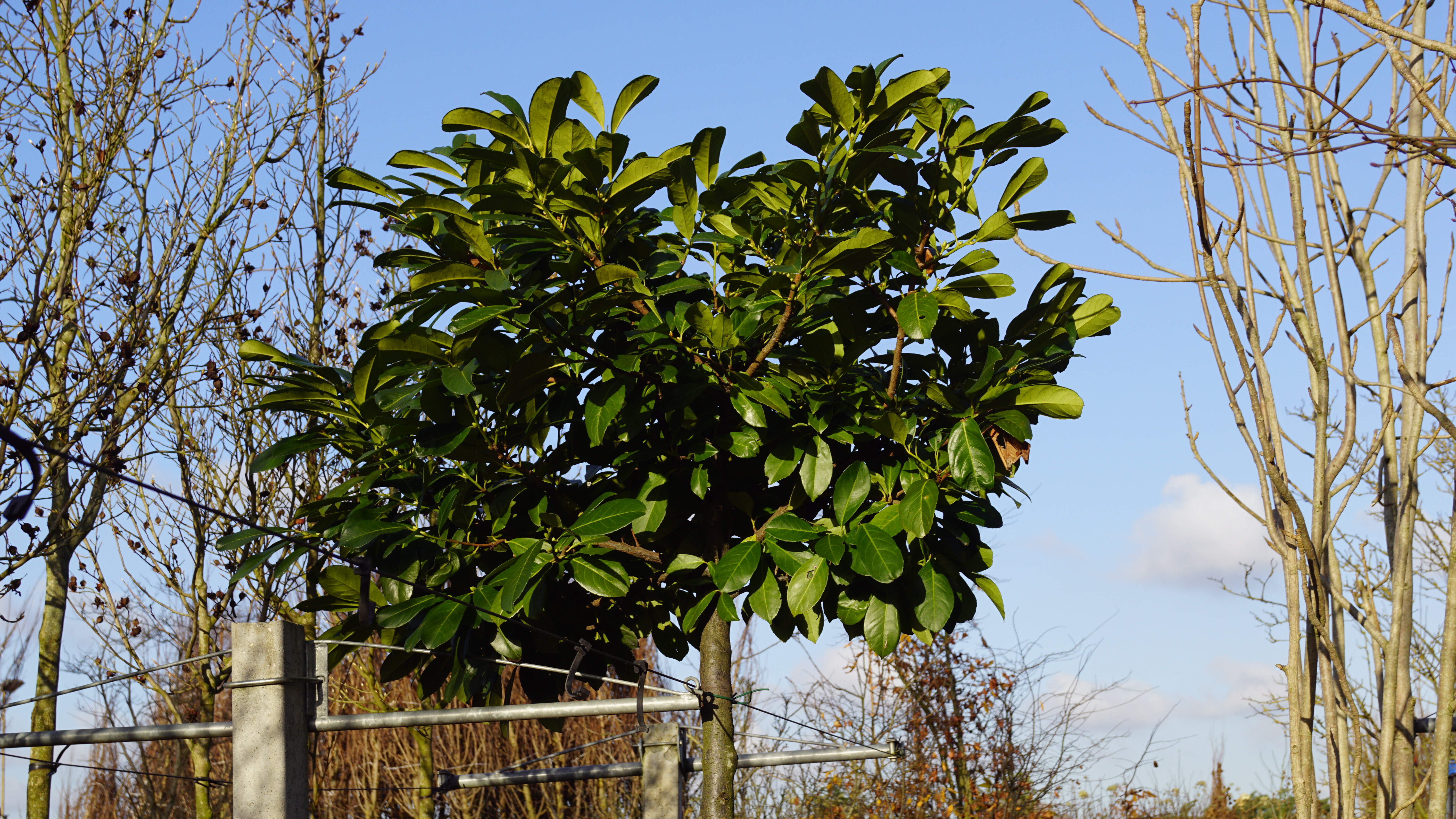 Prunus laurocerasus 'Anbri'  (2)